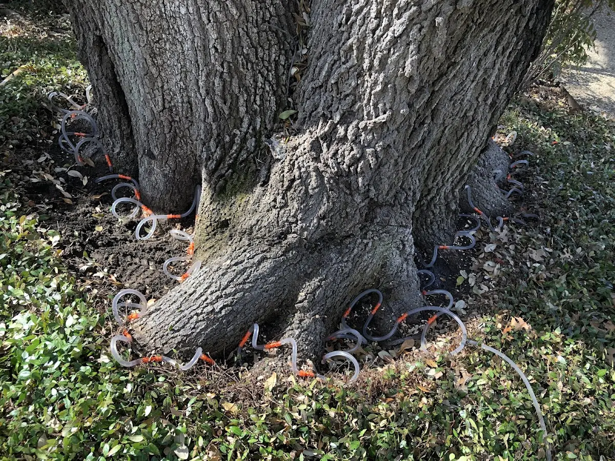 Detailed Tree Cabling and Bracing job site in Tierra Amarilla