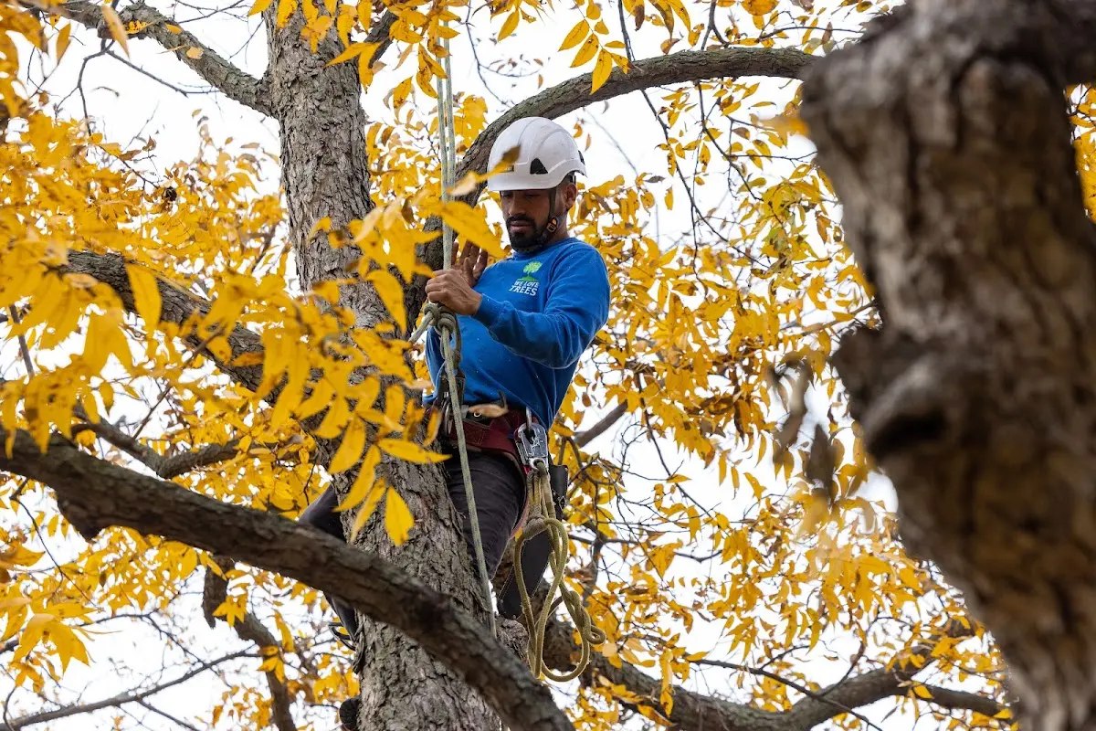 Skilled Tree Pruning crew working in Tierra Amarilla